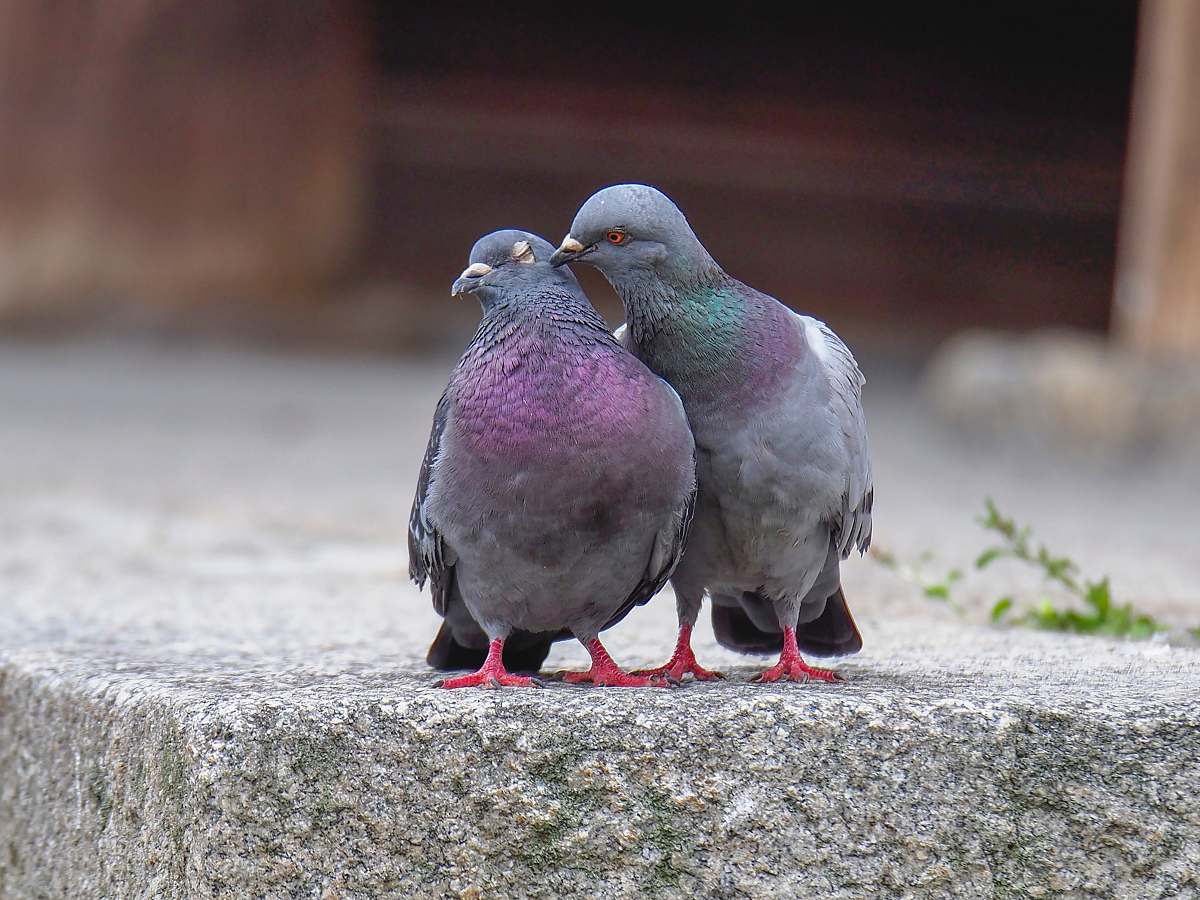 bird two rock pigeons on gray surface toji