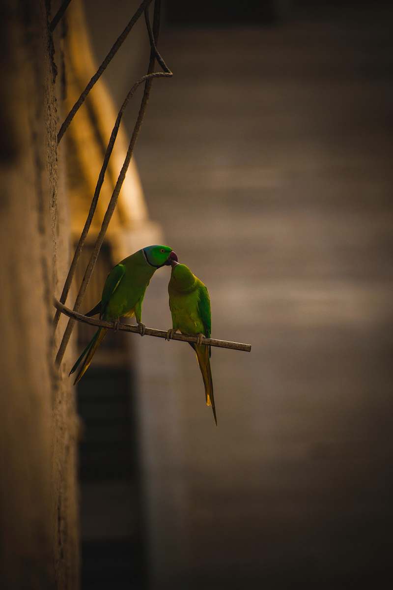 bird two rose-ringed parakeets perched on metal bar bee eater