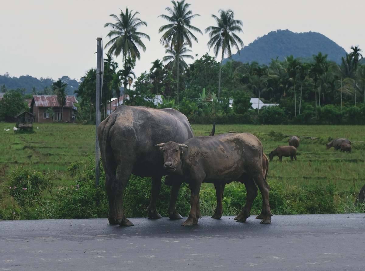 cow two water buffalos near grass field cattle