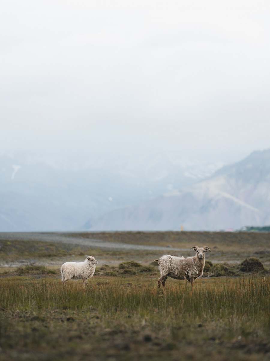mammal two white and brown sheeps sheep