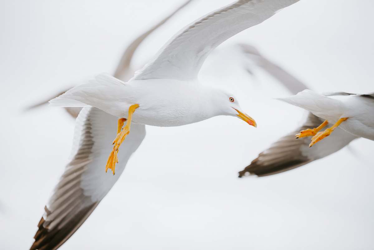 bird two white birds on mid air flying