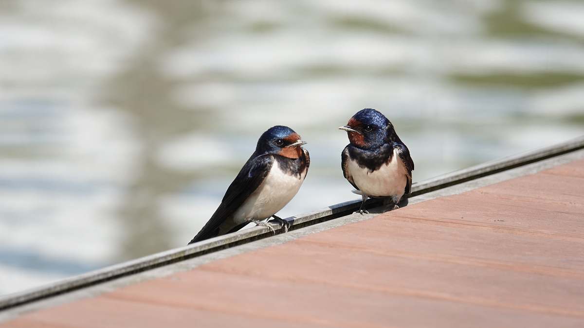 Capture the serene beauty of two striking swallows, adorned in a captivating mix of white, black, and blue feathers, as they sit gracefully on a rustic wooden ledge. This enchanting scene perfectly encapsulates the tranquility of nature and can be utilized in a variety of projects, including wildlife articles, nature-themed decor, and ecological awareness campaigns.
