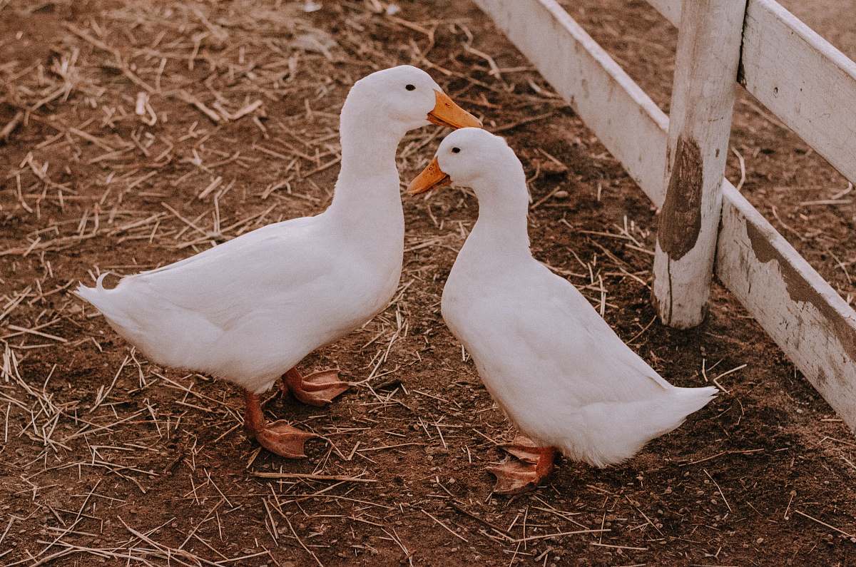 bird two white ducks beside fence ground