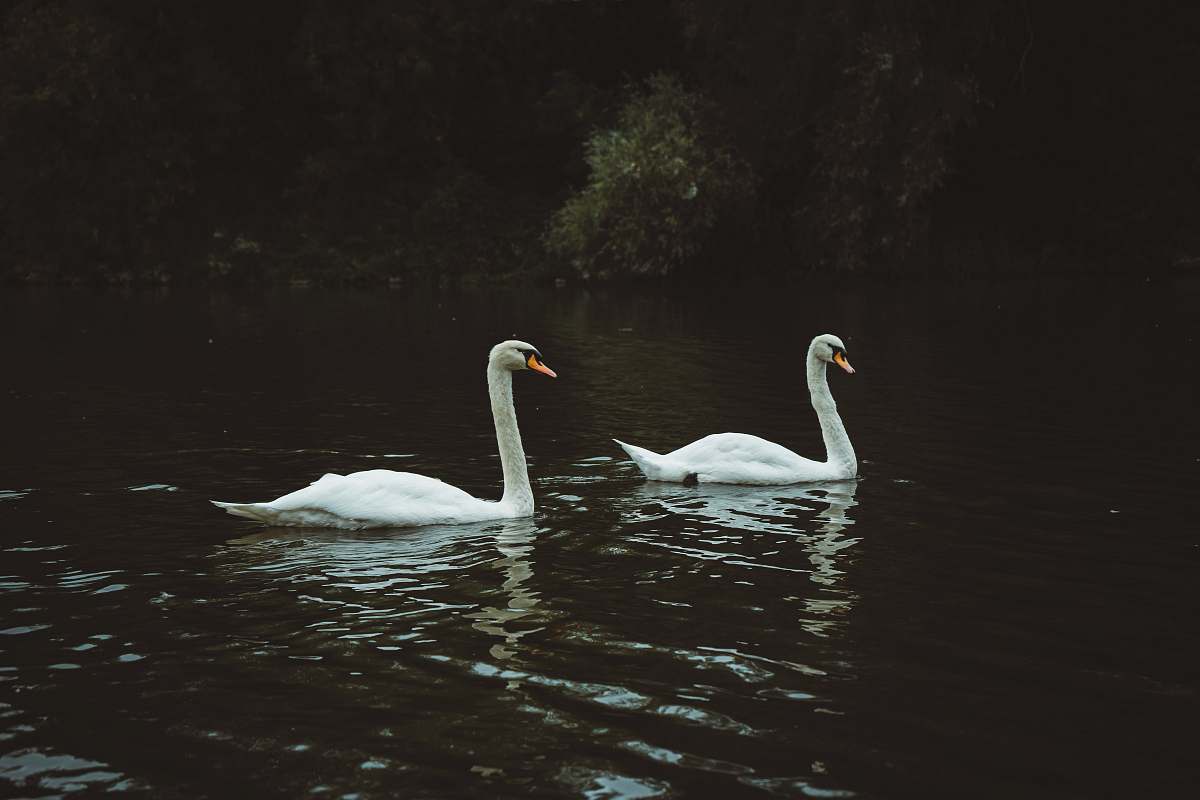 bird two white swans floating on river swan