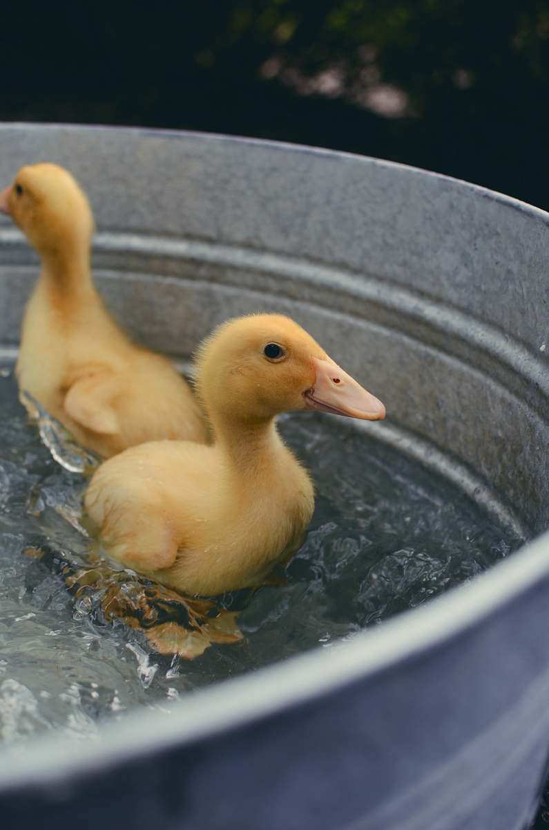bird two yellow ducklings on water inside basin apison