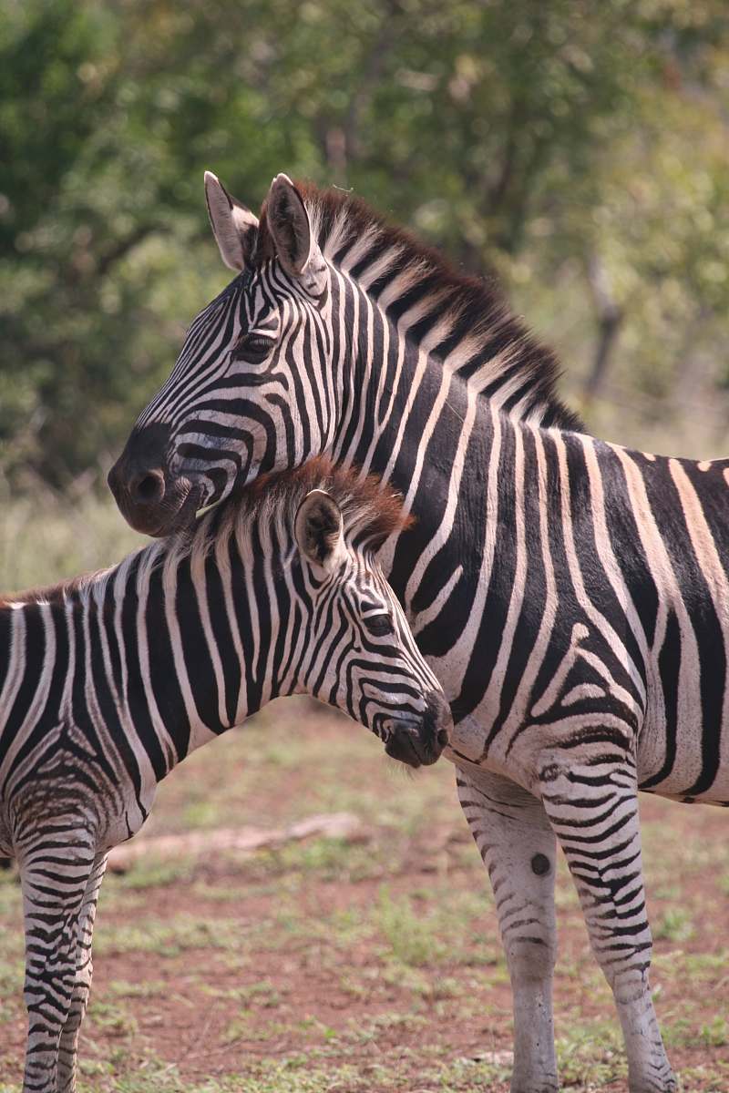 zebra two zebra photography wildlife