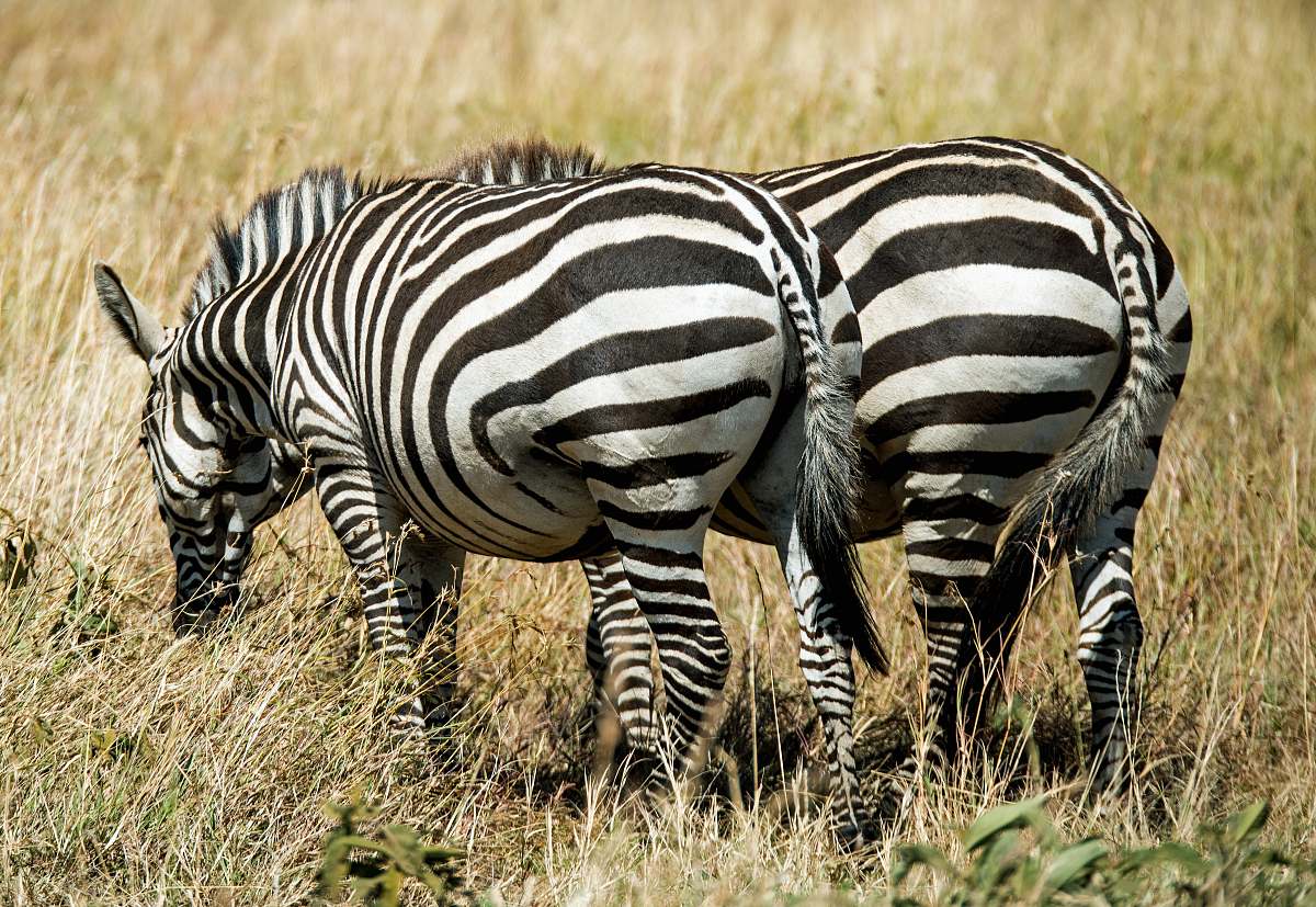 zebra two zebras on green grass field wildlife