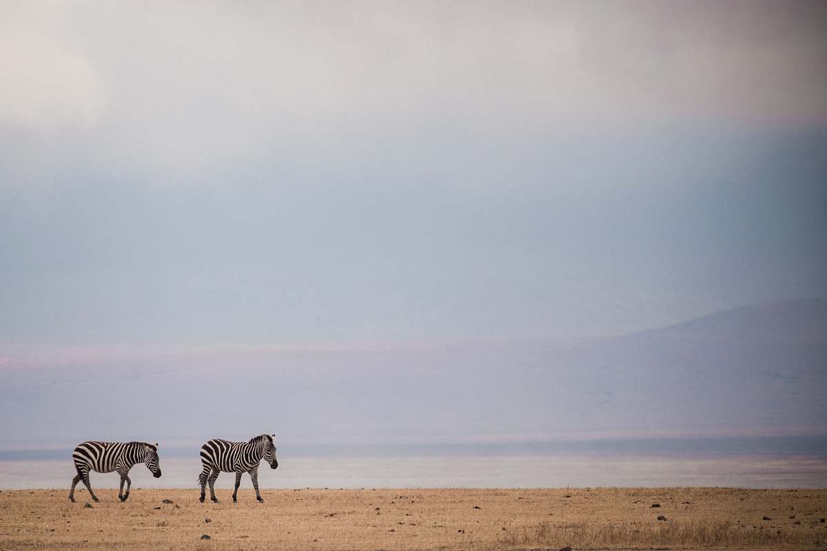 wildlife two zebras walking on brown sand zebra