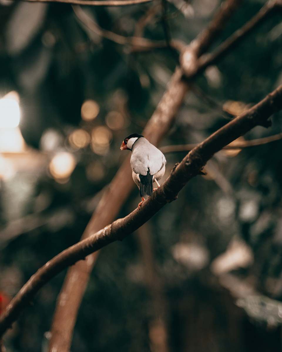 bird white and black bird perching on brown tree pigeon