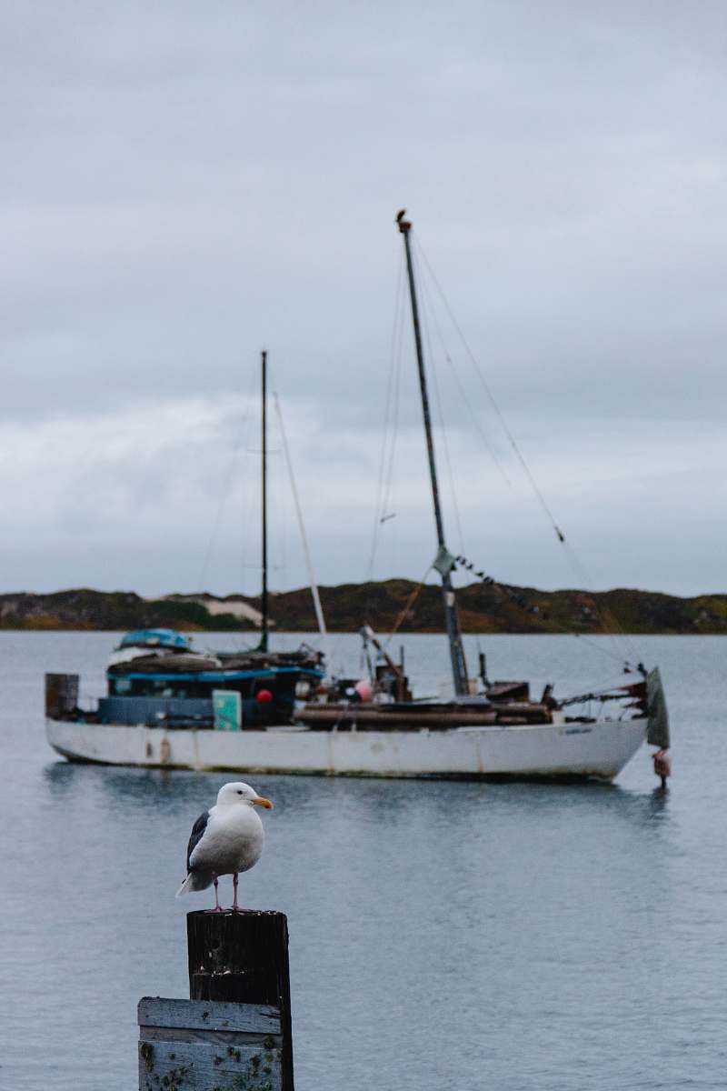 boat white and black boat on body of water and seagull bird on post viewing mountain under white sky water