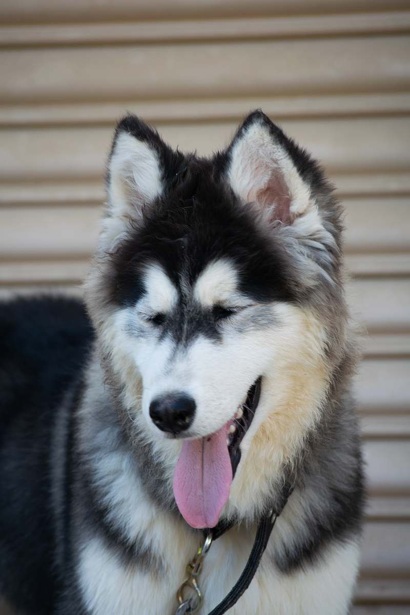 canine white and black coated Siberian Husky dog