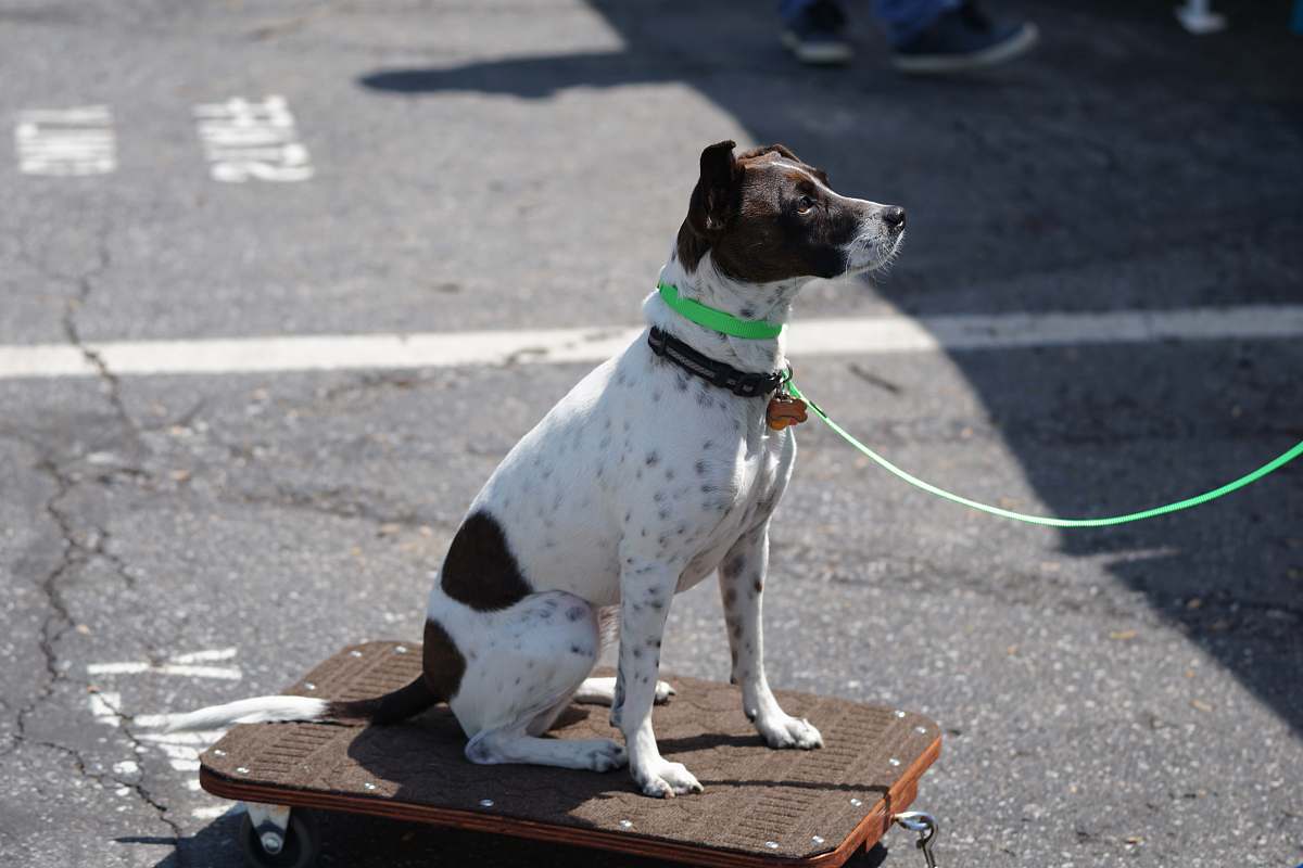 canine white and black dog sitting on board dog