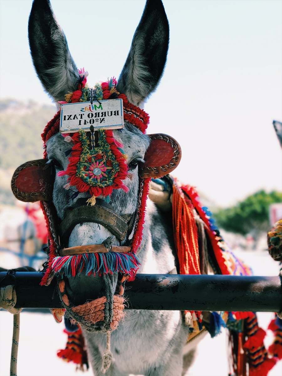 spain white and black donkey near black bar donkey
