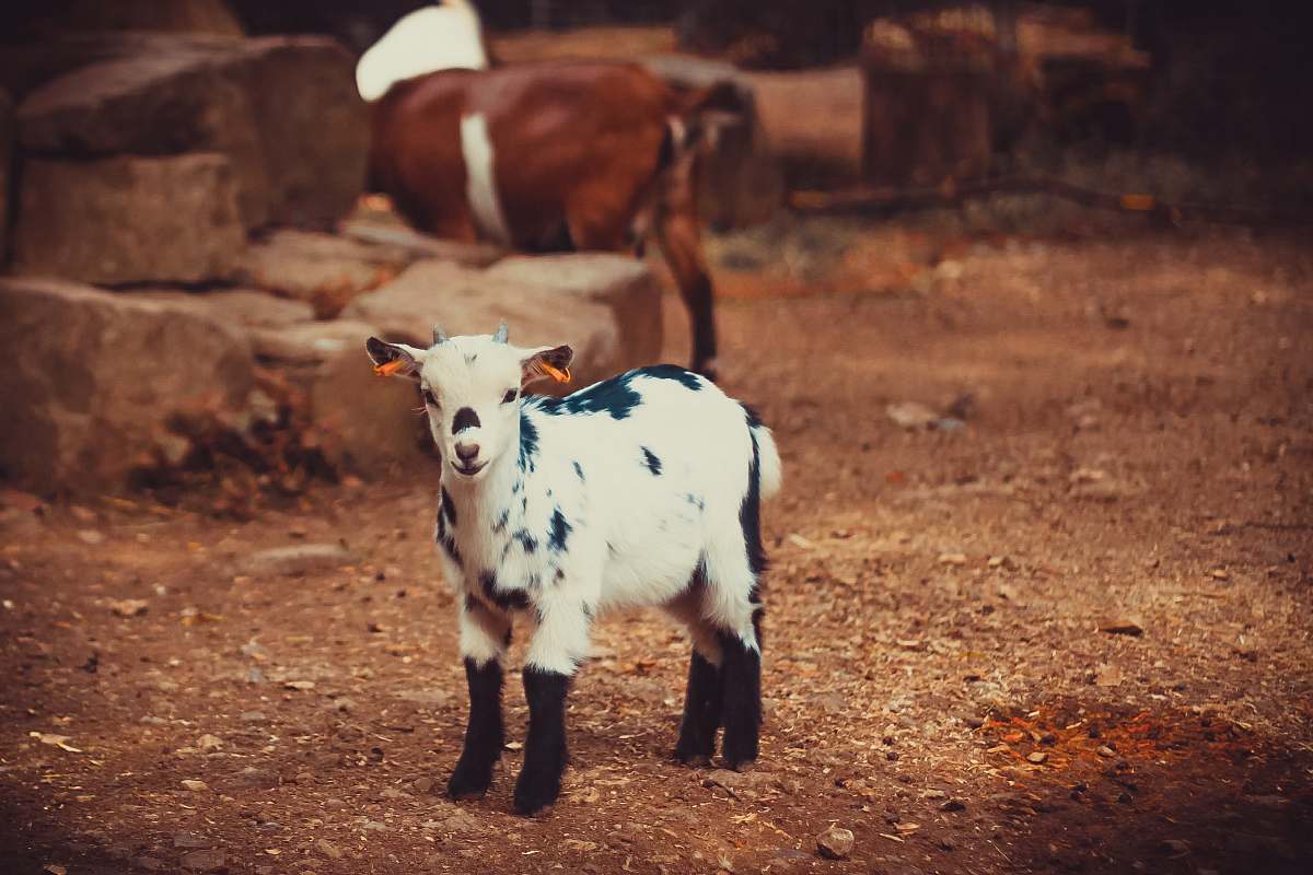 mammal white and black goat kid cattle
