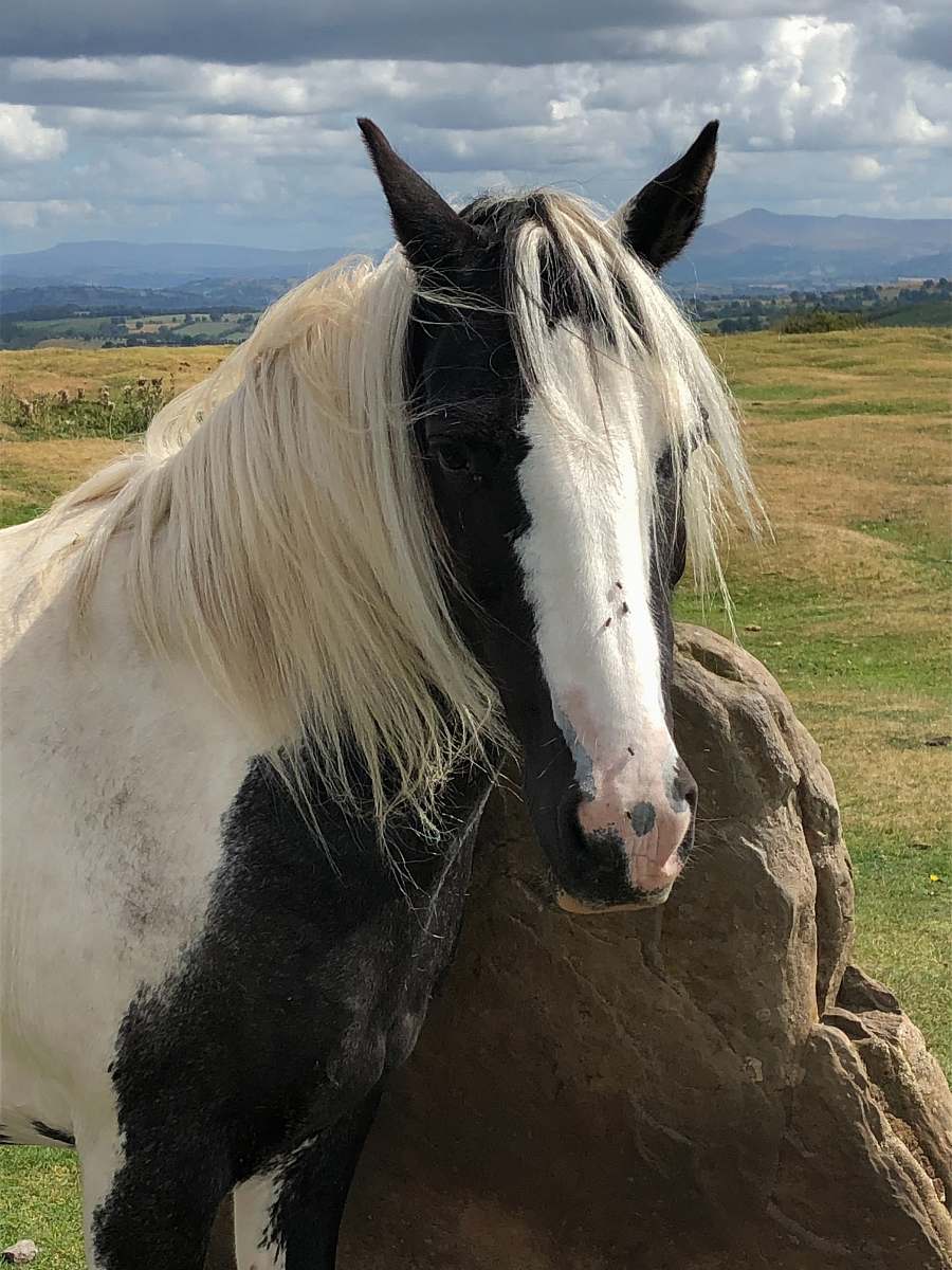 mammal white and black horse horse