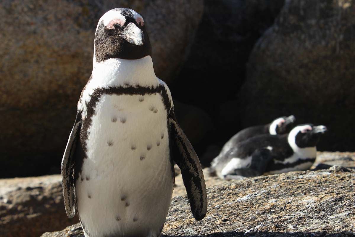 bird white and black penguin standing on ground penguin