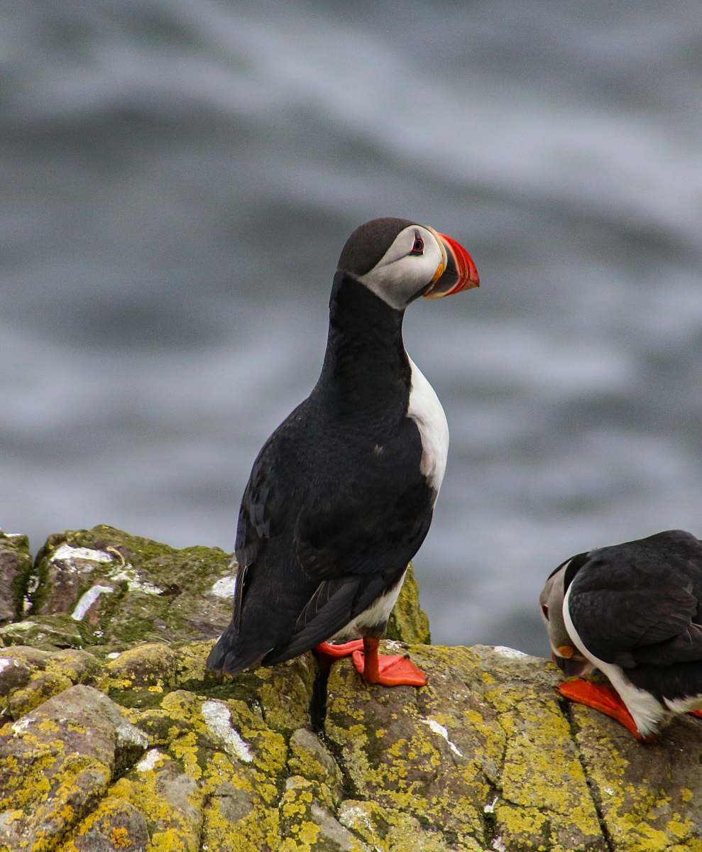 bird white and black puffin bird selective focus photography puffin