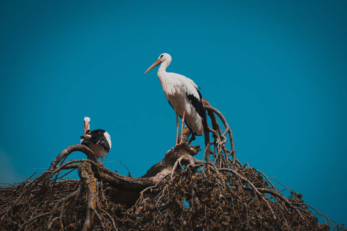 bird white and black stork bird on a tree stork