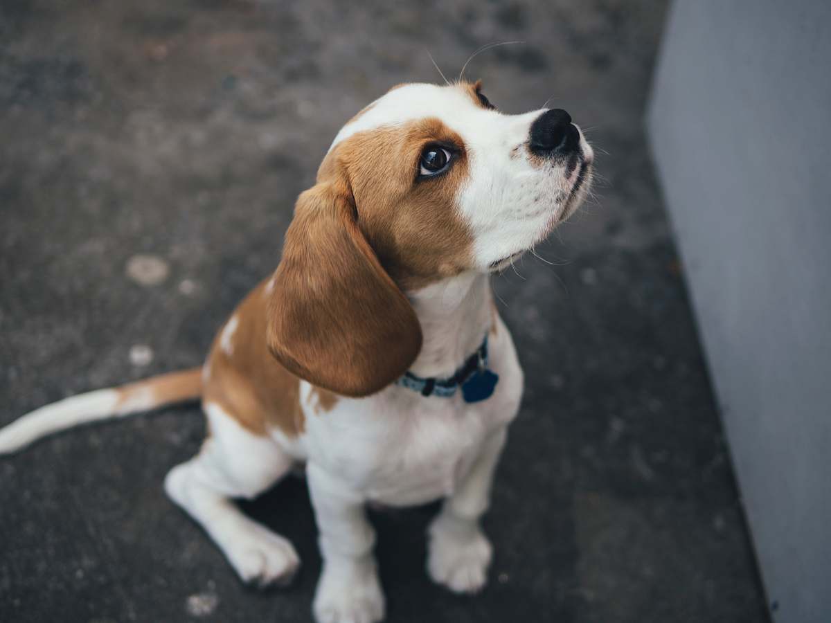 dog white and brown Beagle pet