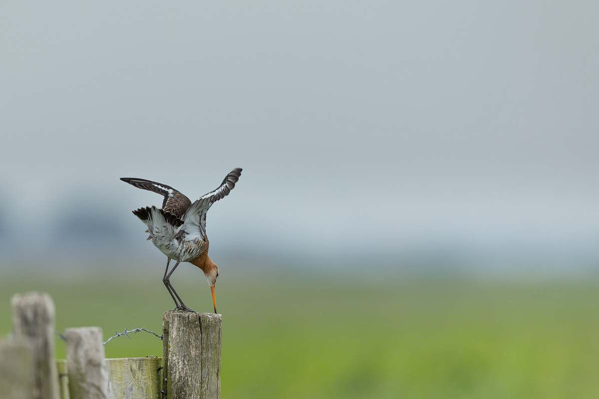 bird white and brown bird on fence eemnes
