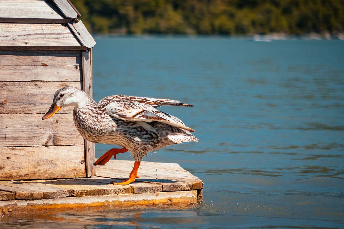 bird white and brown duck waterfowl