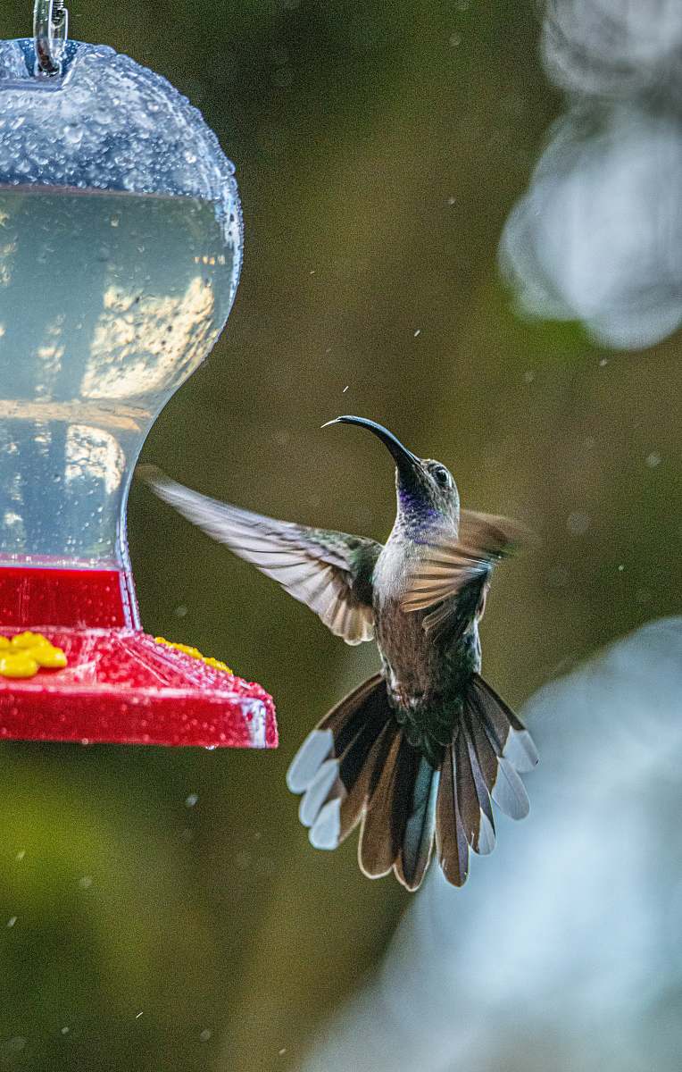bird white and brown humming bird midair hummingbird