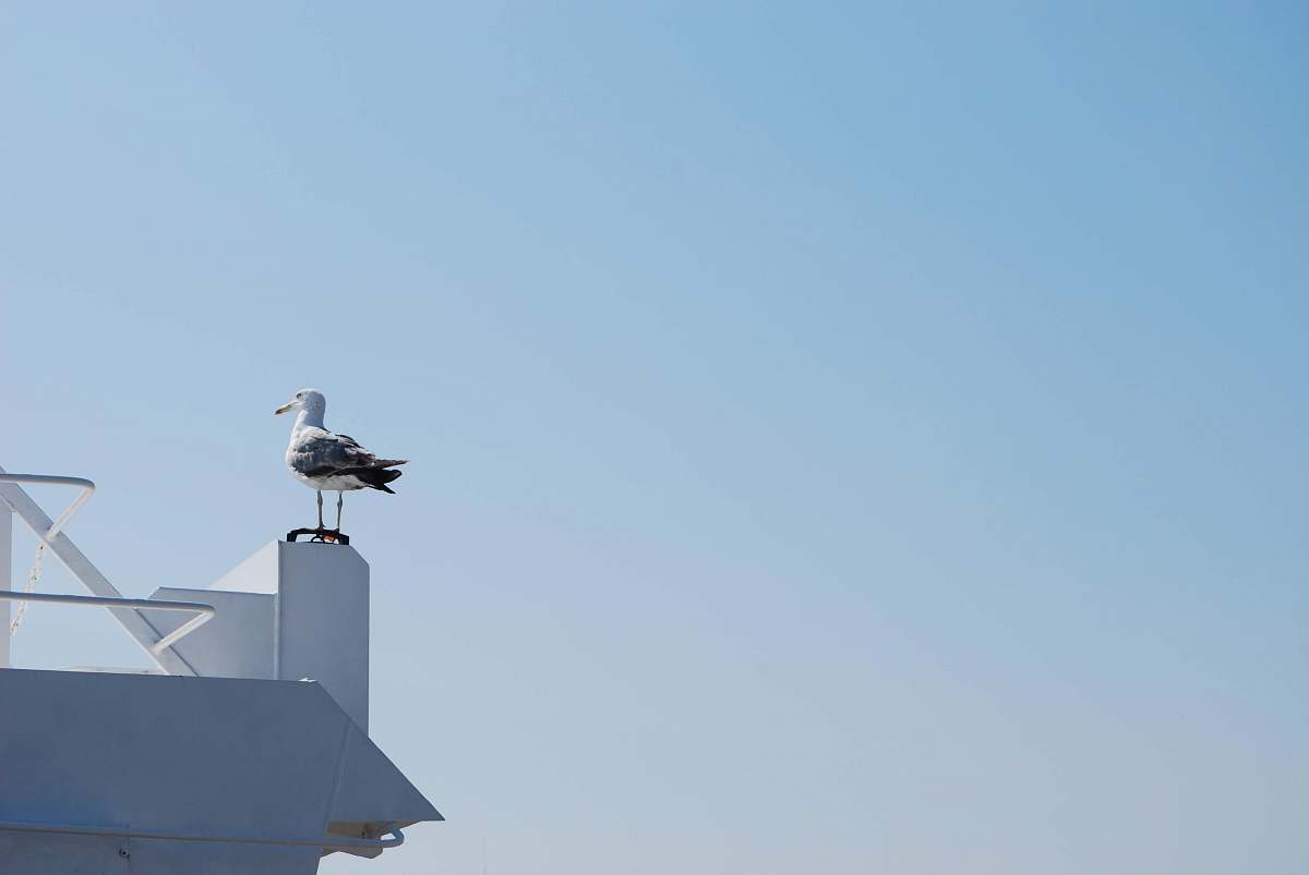 bird white and gray bird flying