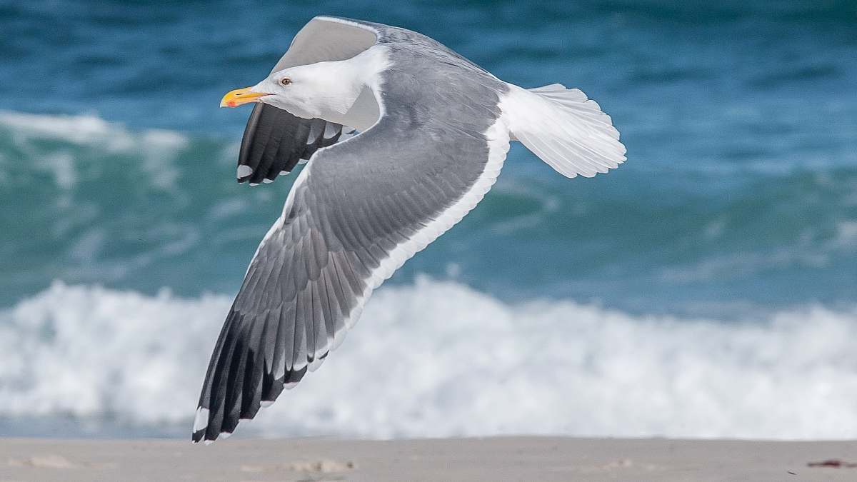 bird white and gray seagull flying near seashore seagull