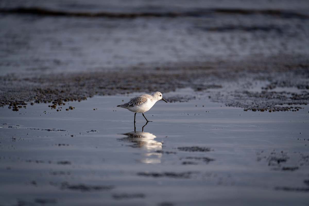 bird white and grey bird photograph grey