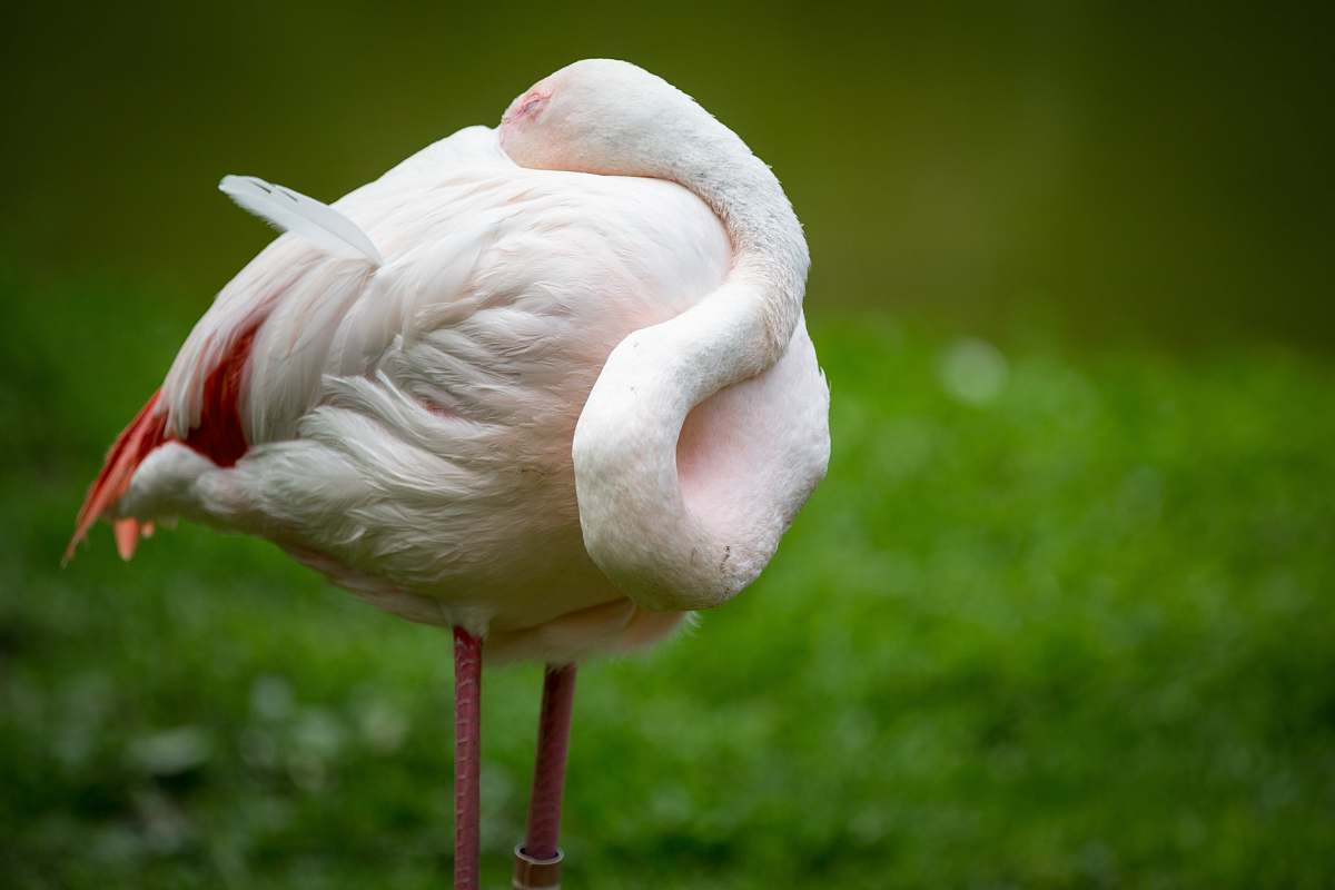 bird white and pink flamingo print textile flamingo