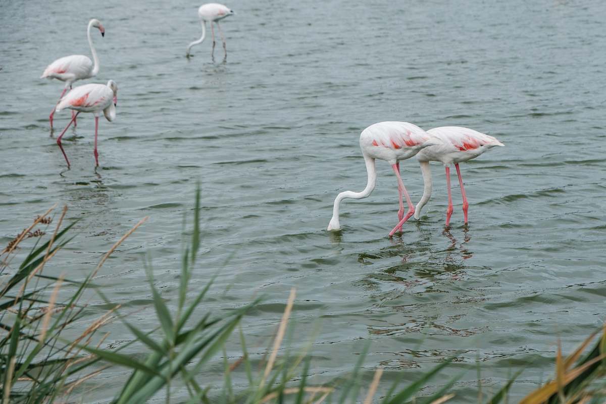 grey white and pink flamingos bird