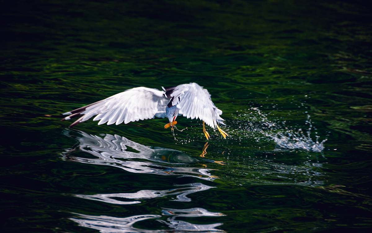 bird white bird near body of water waterfowl