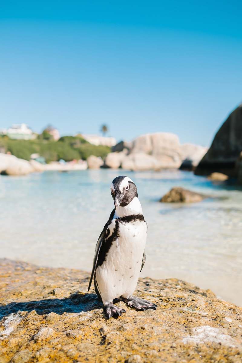bird white bird near sea penguin