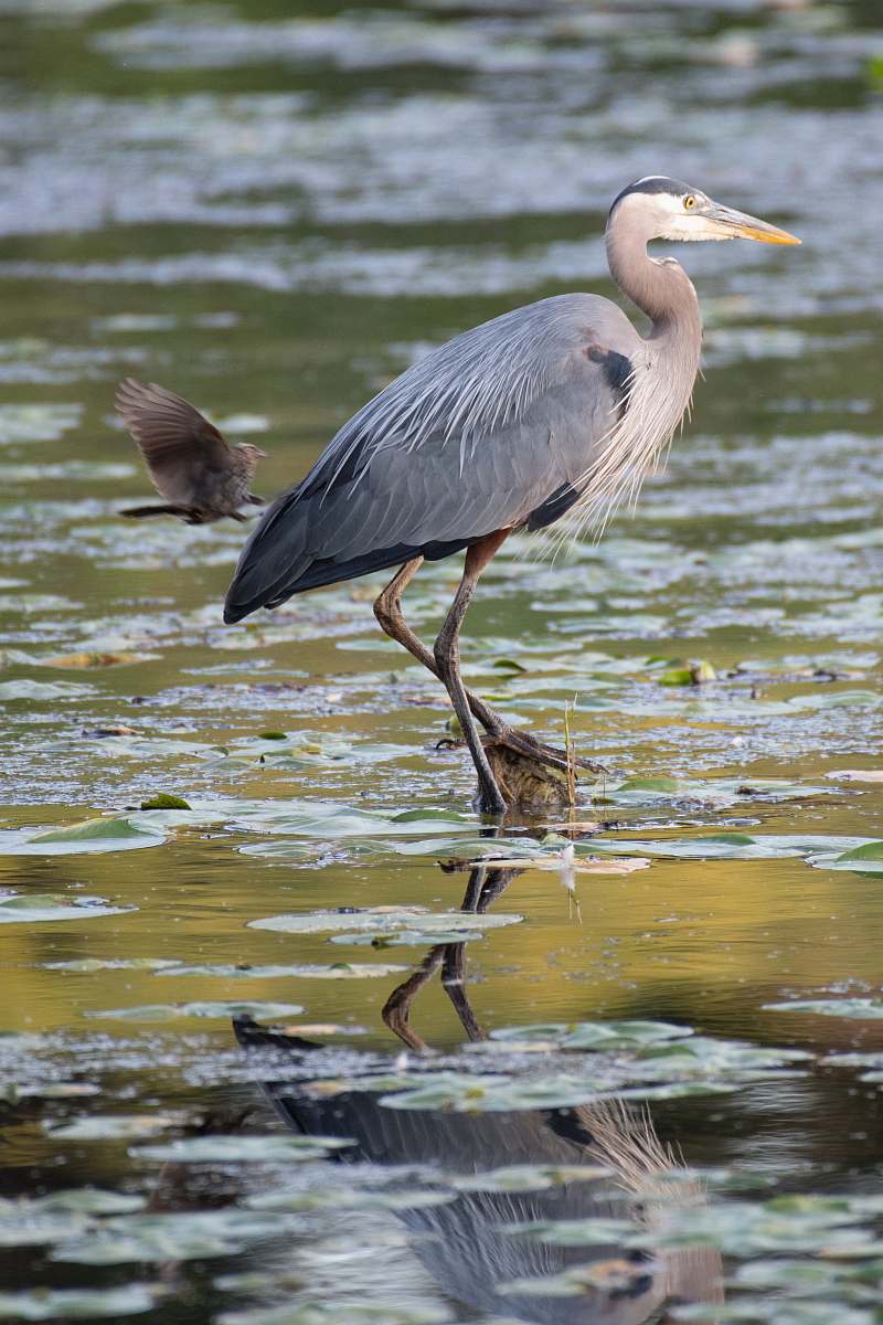 waterfowl white bird on body of water stork