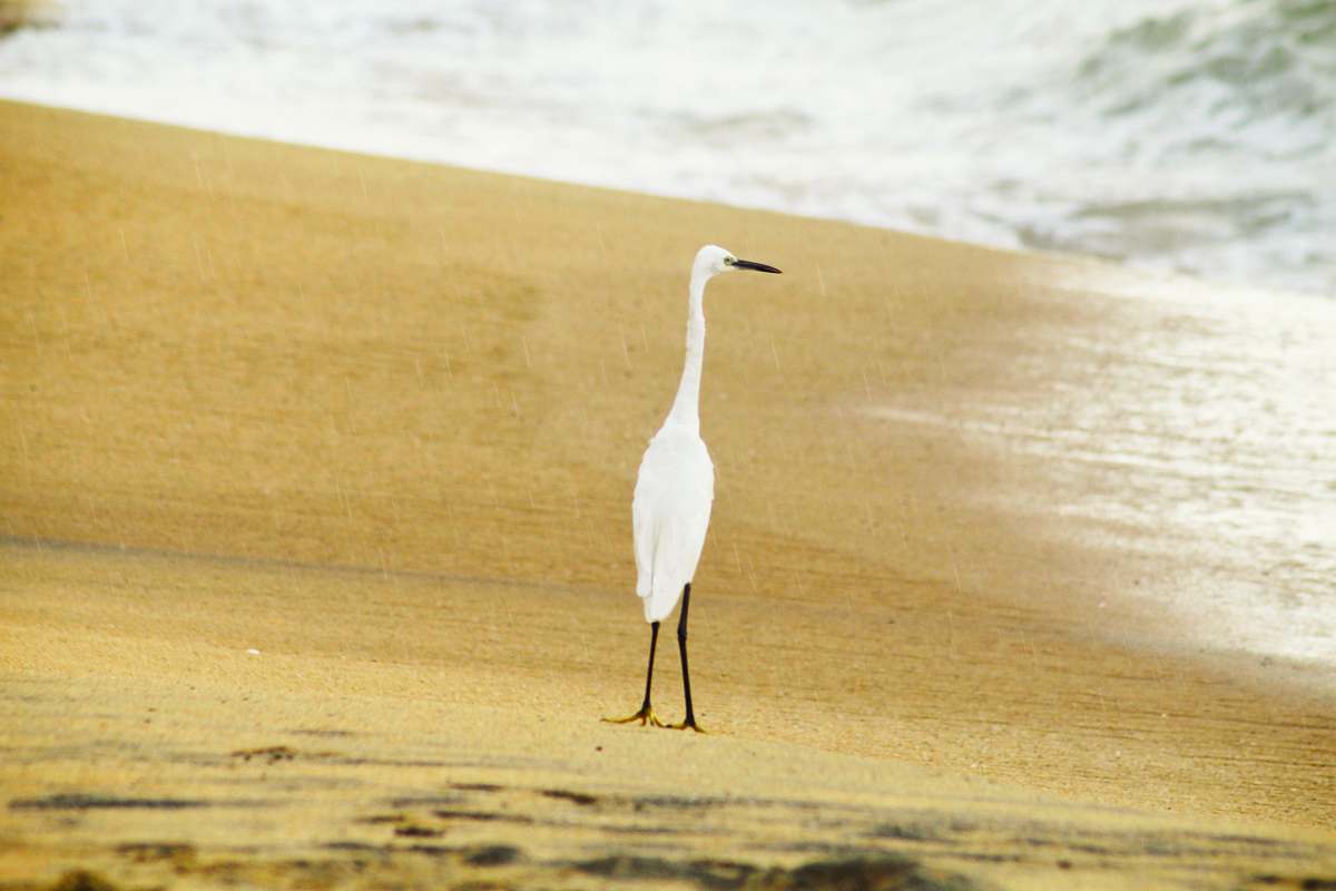 bird white bird on sand seashore during day waterfowl