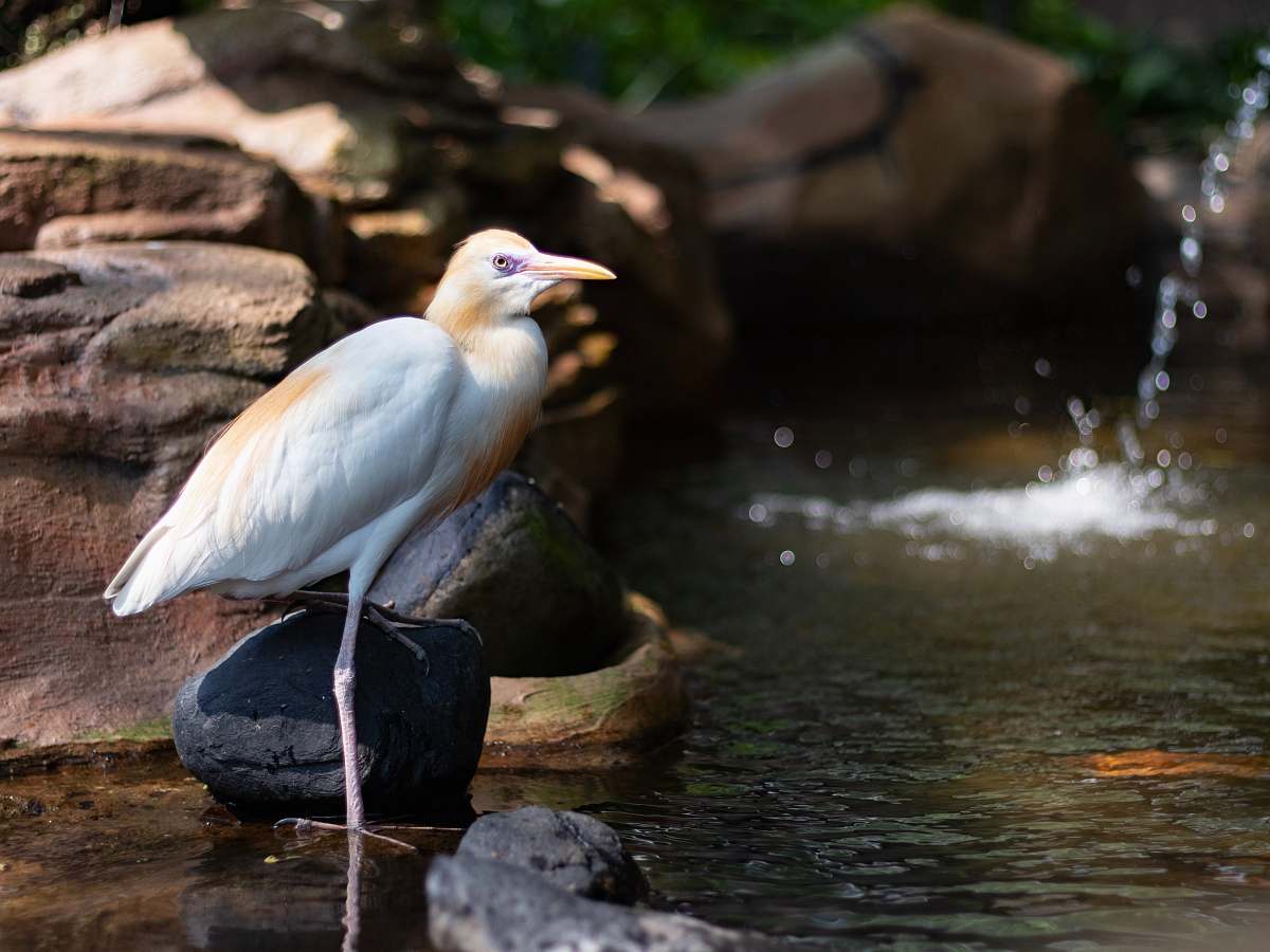bird white bird on water waterfowl