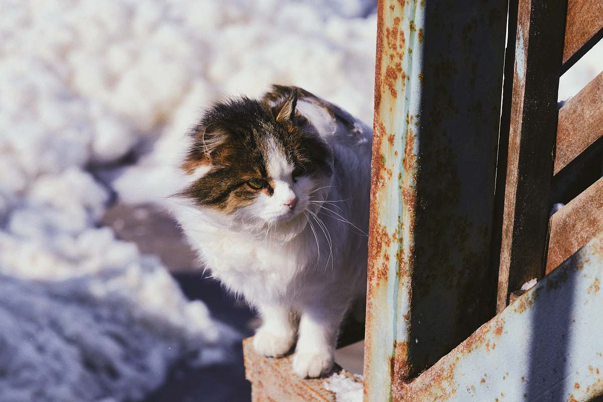 mammal white cat cat