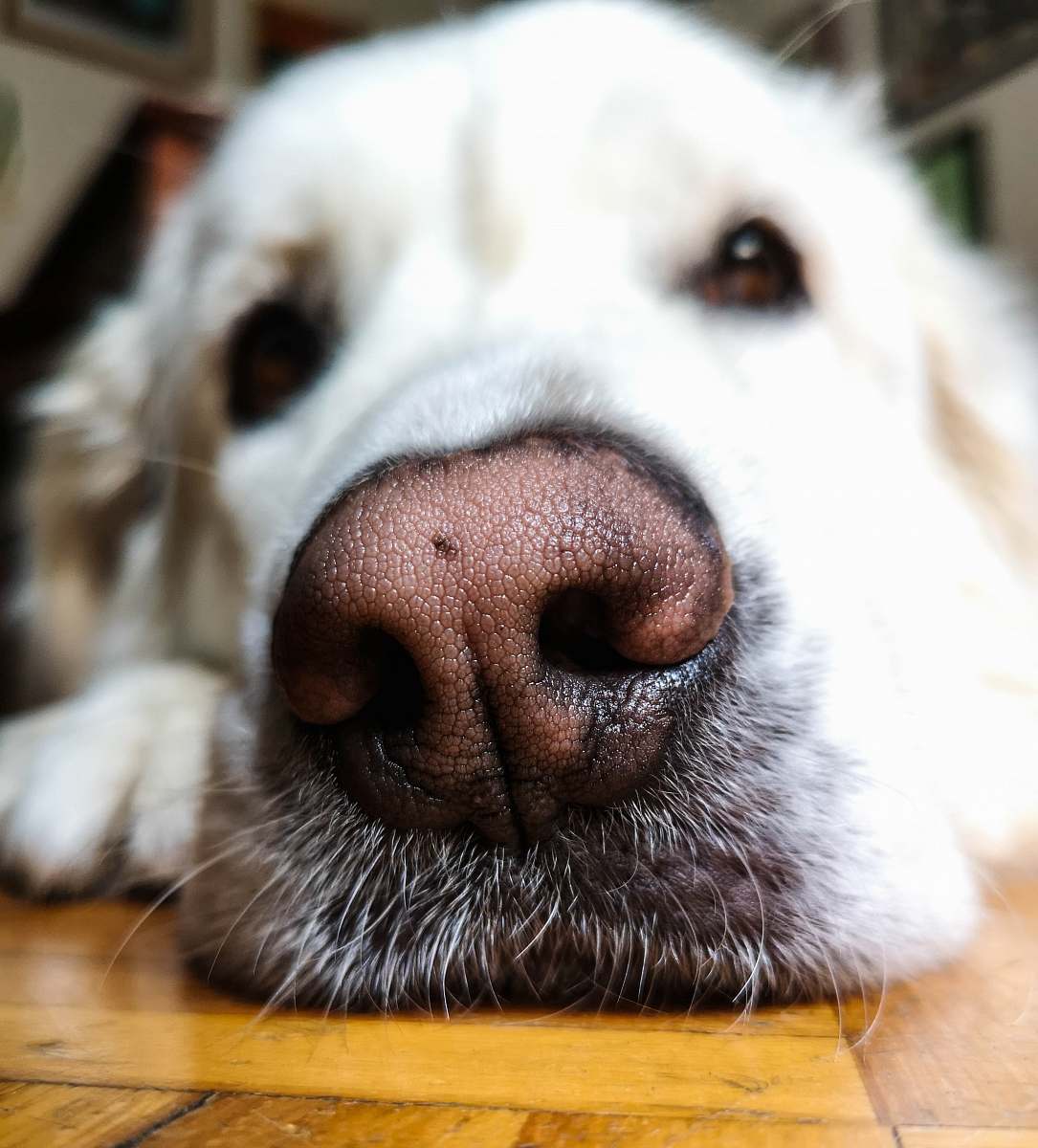 dog white dog on floor mammal
