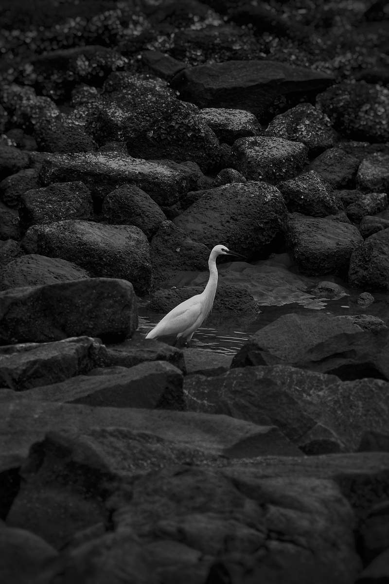 ardeidae white duck black-and-white