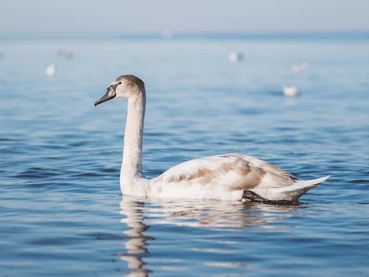 bird white duck floating on body of water swan