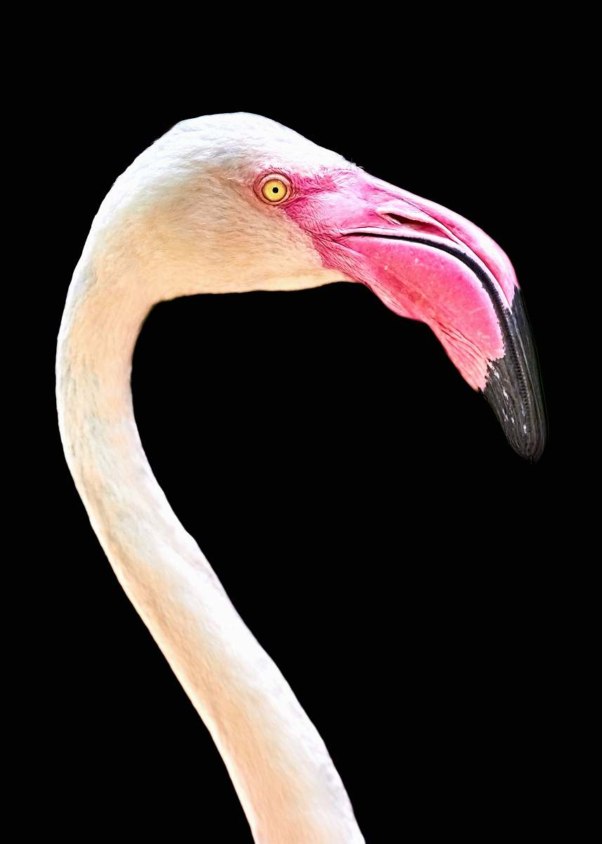 bird white flamingo head photo flamingo