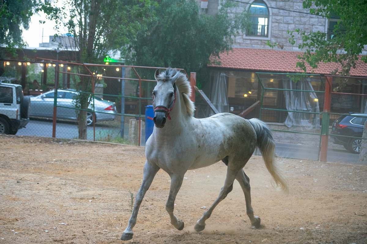 mammal white horse running horse