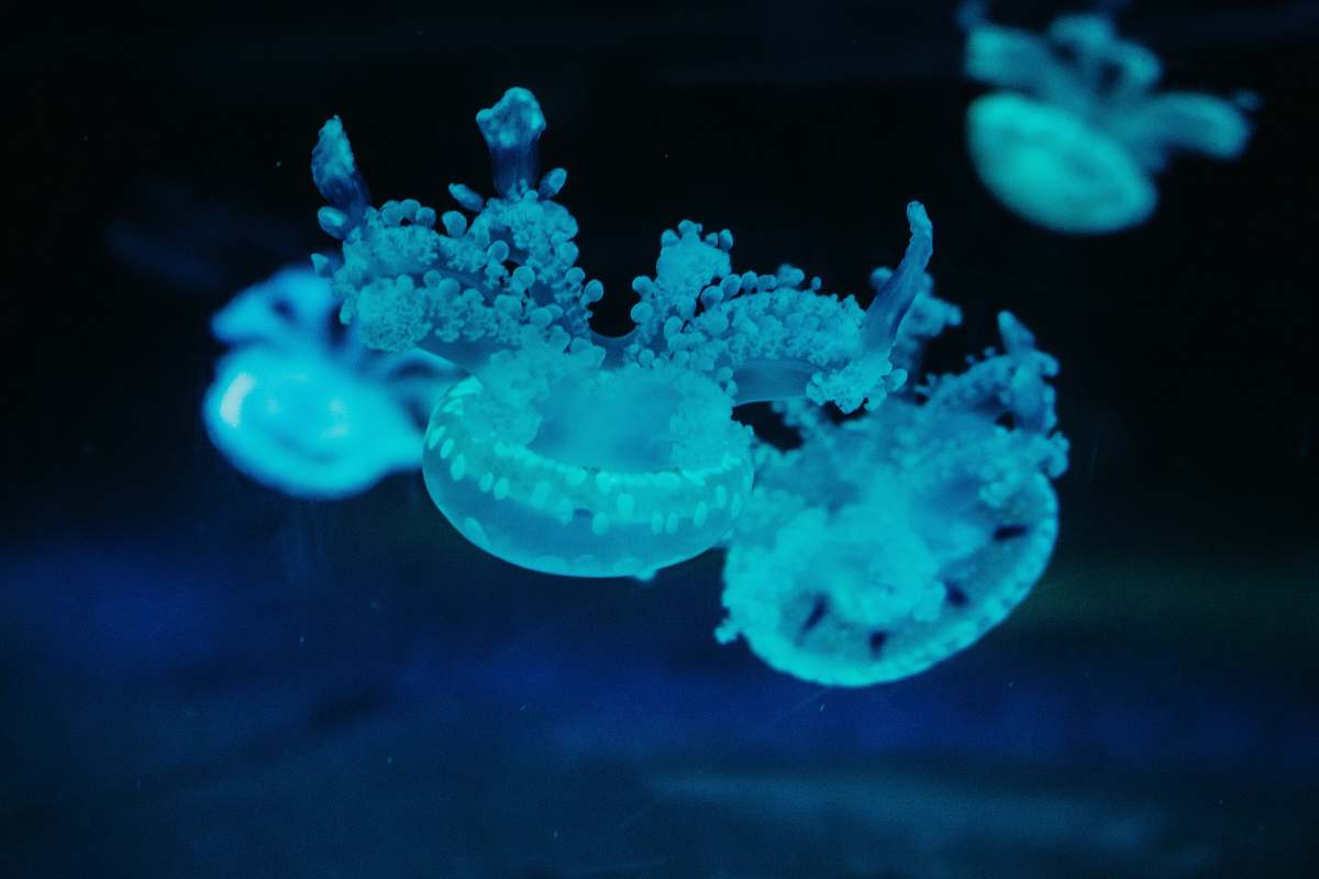 jellyfish white lace ornament invertebrate