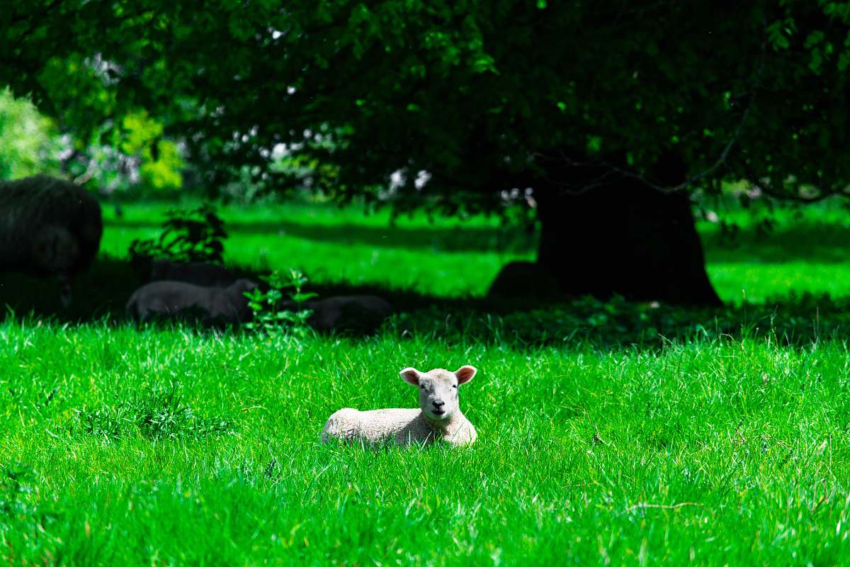 mammal white lamb on green grass lawn sheep