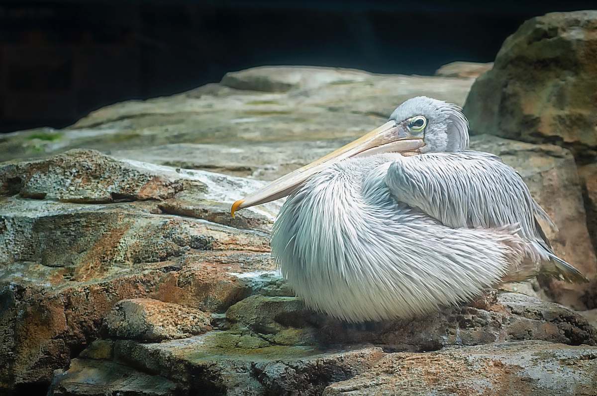 bird white pelican pelican