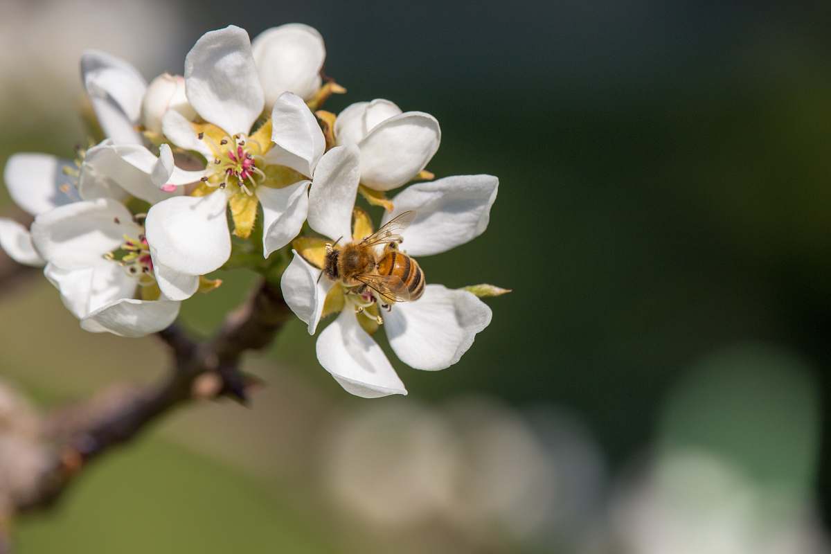 bee white petaled flowers plant