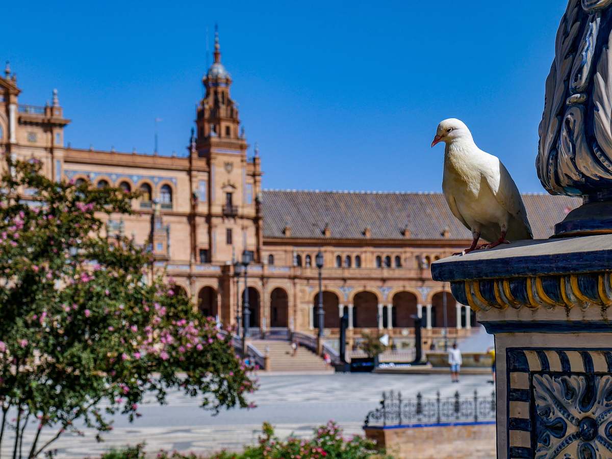 bird white pigeon perched on statue building