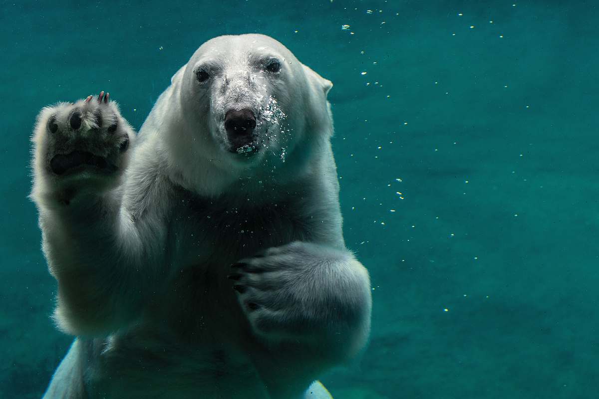 mammal white polar bear swimming bear