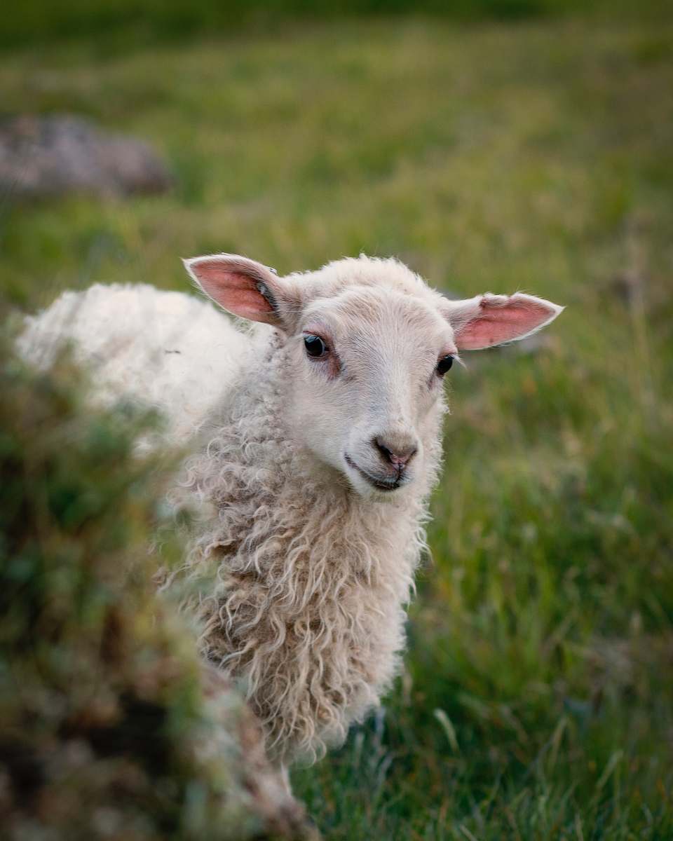 mammal white sheep standing on green grass sheep