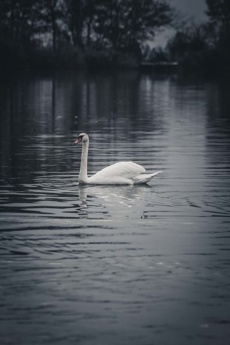 bird white swan on body of water water